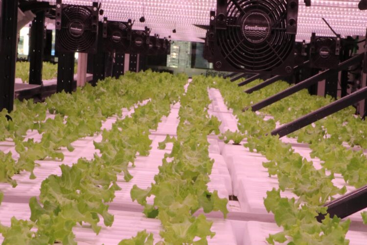 Tekstil fabrikasında topraksız tarımla marul yetiştiriyor haberi