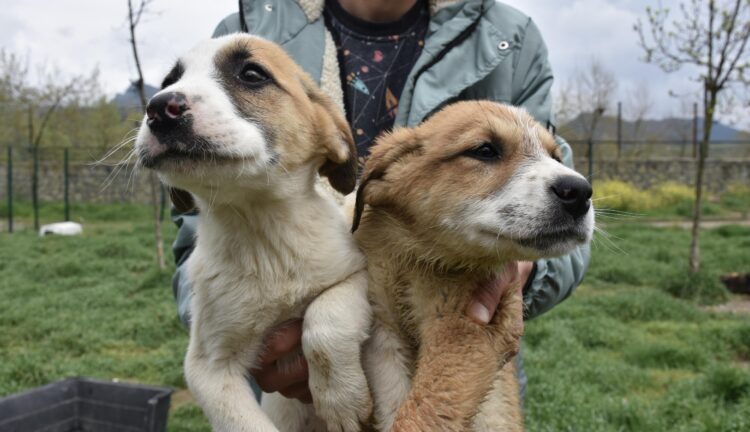 Bilecik’teki merkez, sahipsiz hayvanları yuvaya kavuşturuyor haberi