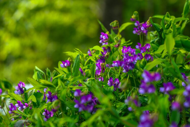 Çam Dağı’na ilkbaharın renkleri hakim oldu haberi