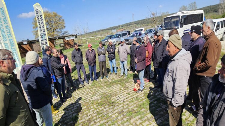 Eceabat’ta zeytin üreticilerine budama ve aşılama eğitimi verildi haberi