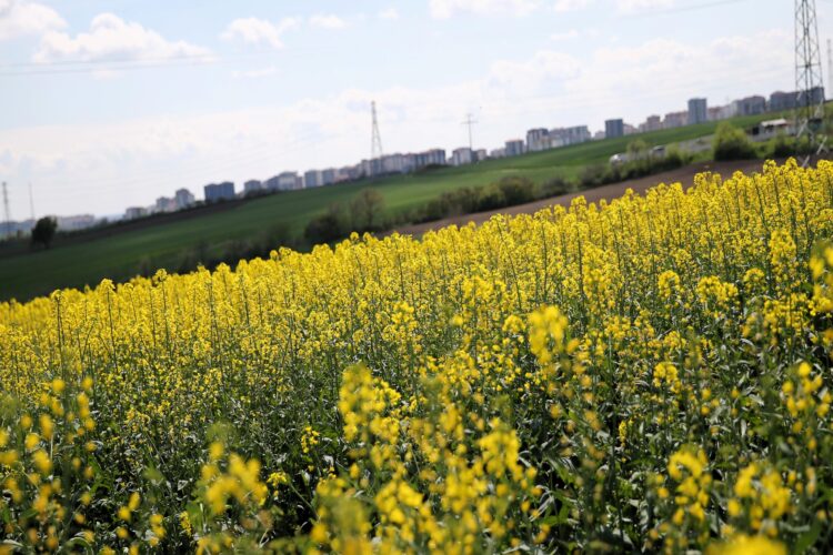 Edirne’de sarı çiçeklerini açan kanolalar tarlaları renklendirdi haberi