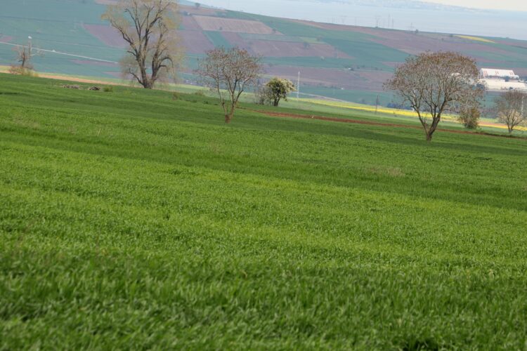 Trakya’daki kar yağışı tarla bitkilerinde kuraklık stresini ortadan kaldırdı haberi
