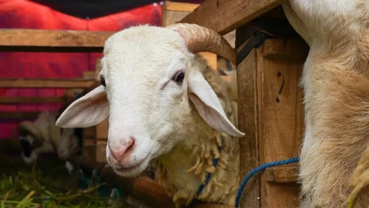Kurban Bayramı için hazırlanan bir koç
