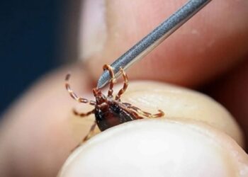 Sivas Valiliği’nden Kene Uyarısı: Vatandaşlar Dikkatli Olmalı