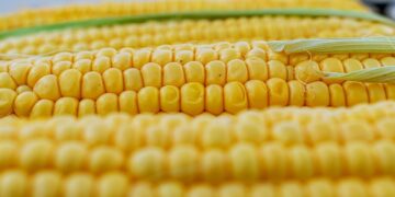 Evde Süt Mısır Haşlamanın En Pratik Yolu ve Püf Noktaları