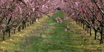 Tarım Sigortası Olmayan Çiftçilere 707 Milyon Liralık Destek Ödemesi Yapıldı