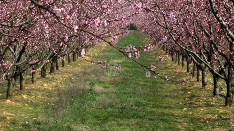 Tarım Sigortası Olmayan Çiftçilere 707 Milyon Liralık Destek Ödemesi Yapıldı