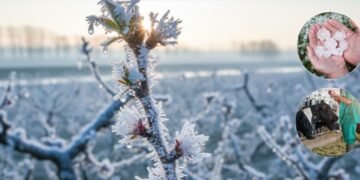 Devlet Destekli Tarım Sigortasıyla Çiftçilere Tazminat Ödemesi Gerçekleştirildi