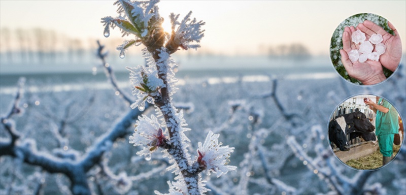 Devlet Destekli Tarım Sigortasıyla Çiftçilere Tazminat Ödemesi Gerçekleştirildi