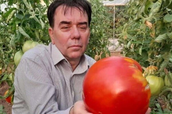 1 Domatesin Ağırlığı 1,5 Kilogramı Geçiyor