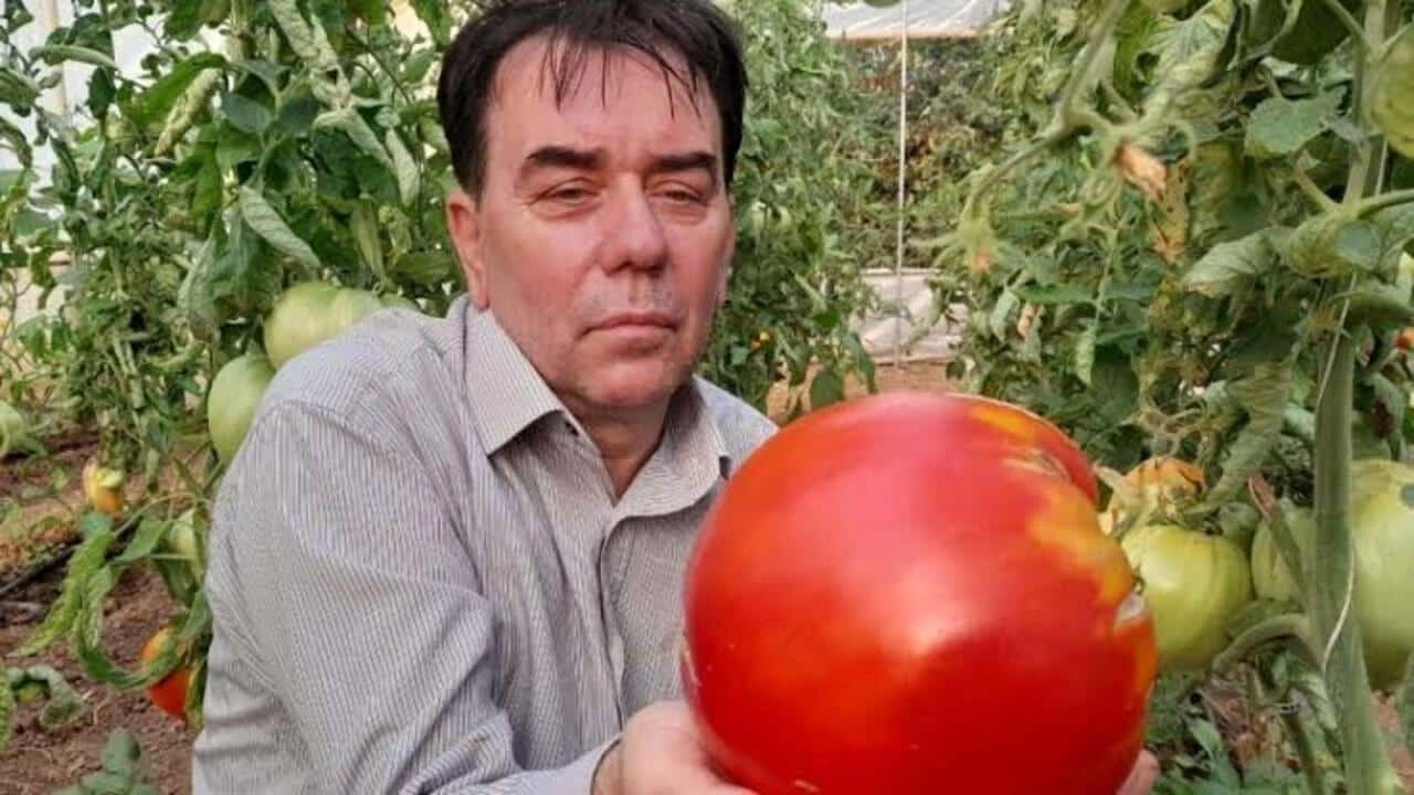 1 domatesin ağırlığı 15 kilogramı geçiyor