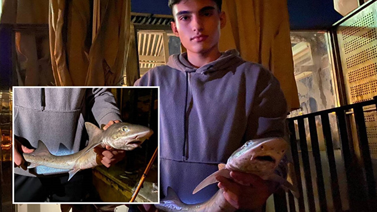 19 yaşındaki mert kurt Çengelköy sahilinde yavru köpek balığı yakaladı