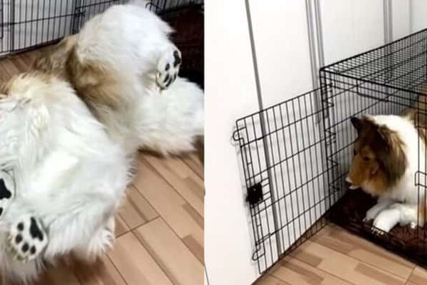 378 Bin TL Harcayarak Köpek Oldu