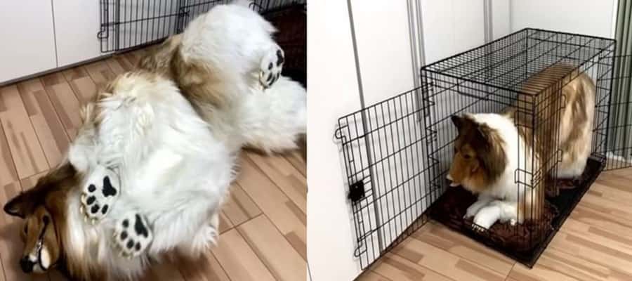 378 Bin TL Harcayarak Köpek Oldu