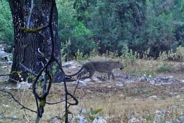 Anadolu Parsı Aylar Sonra Fotokapanlara Yakalandı