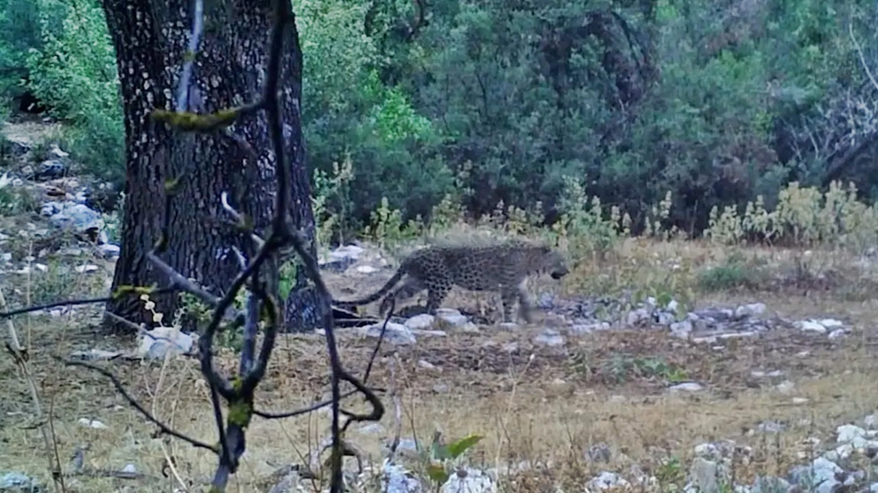 anadolu parsı aylar sonra fotokapanlara yakalandı