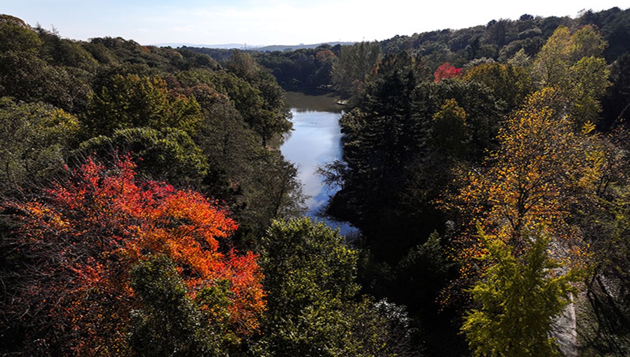 atatürk arboretumunda sonbaharın büyüleyici renkleri