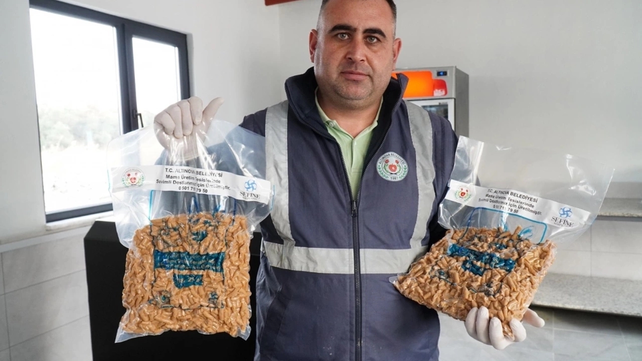 atık yemekler kedi ve köpeklere mama oldu