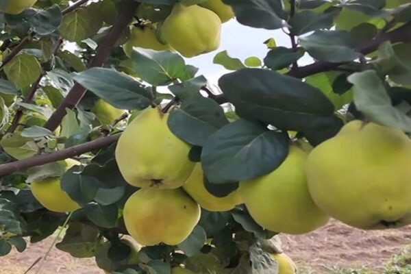 Bahçeden Ayva Çalan 3 Şüpheli Yakalandı