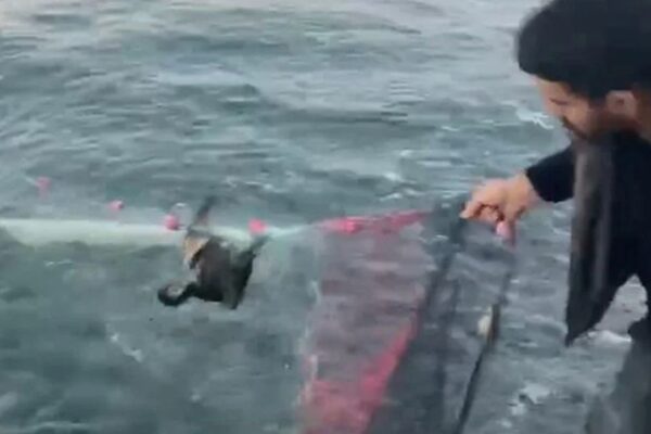 Balıkçı Ağına Takılan Karabatak Kurtarıldı