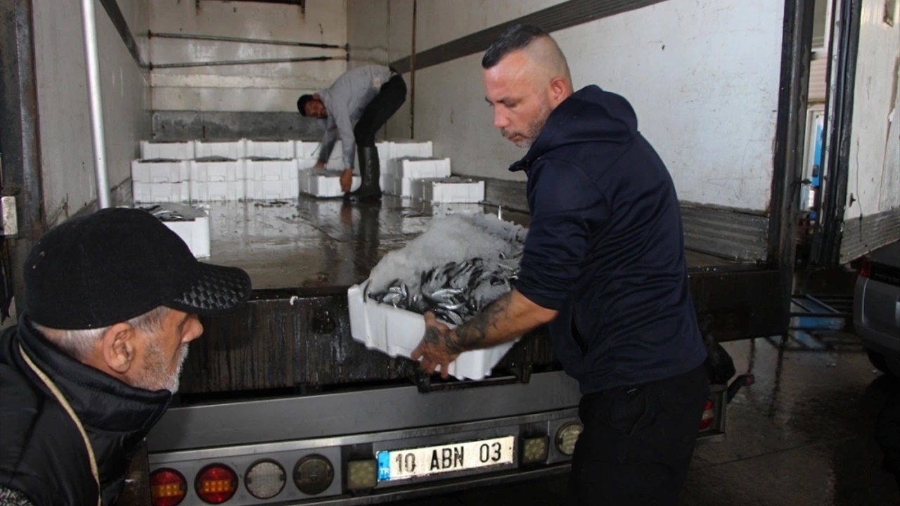 bandırmada balık bolluğu yaşanıyor