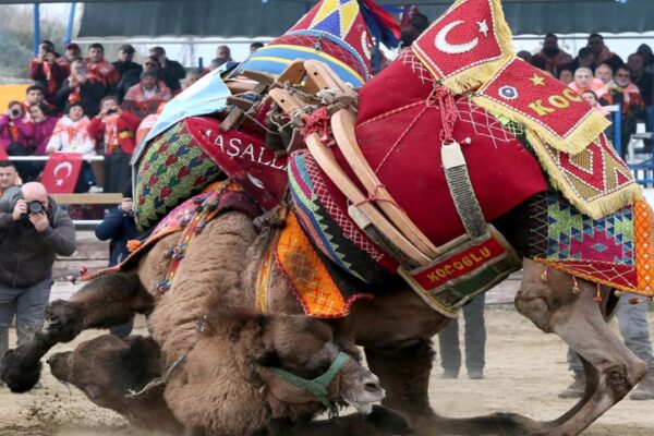 Bayramiç Deve Güreşi Festivali: 200 Deve Arenada Buluştu