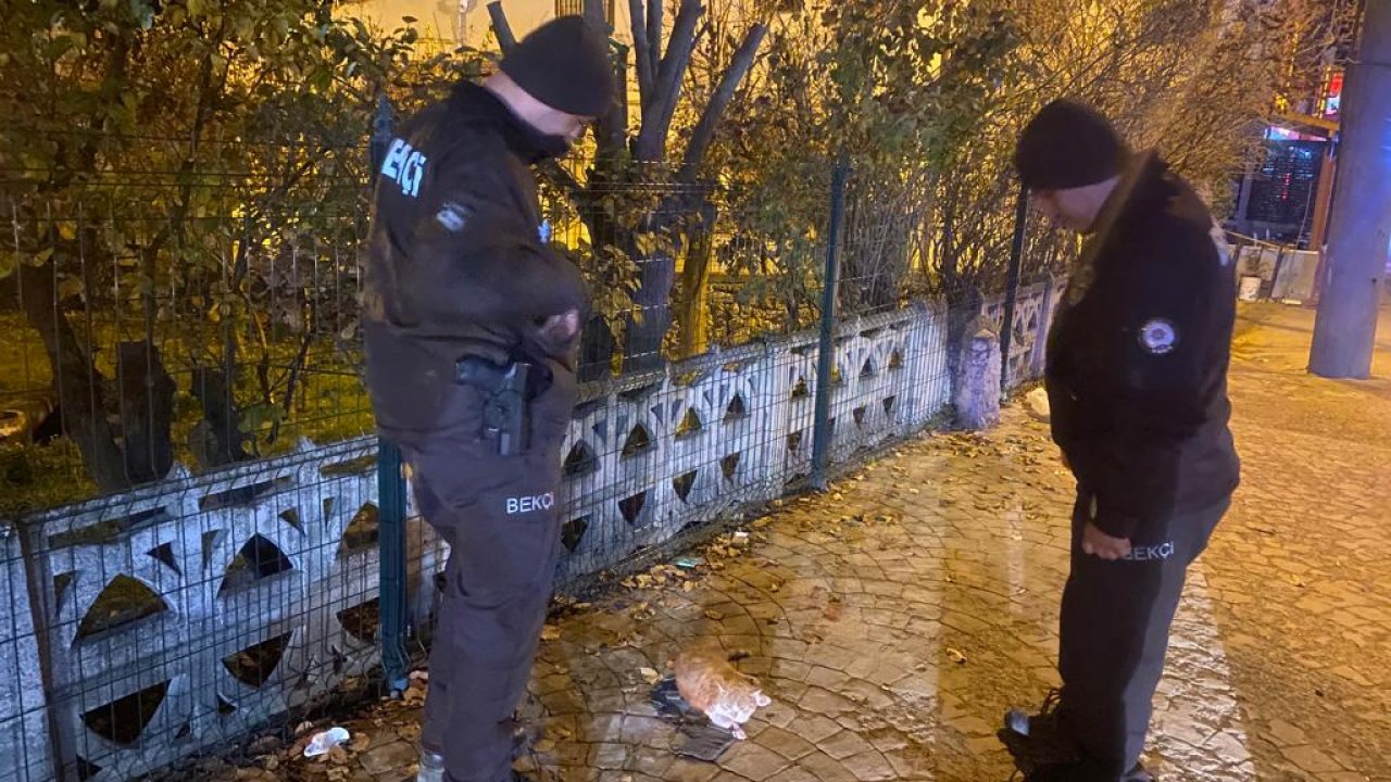 bekçilerin bulduğu yaralı kedi tedavi ediliyor