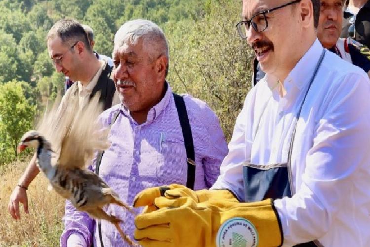 bilecikte 400 kınalı keklik tabiatla buluştu