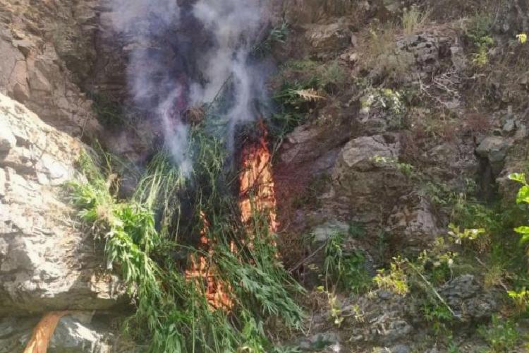bingölde 3 bine yakın kök yerinde imha edildi