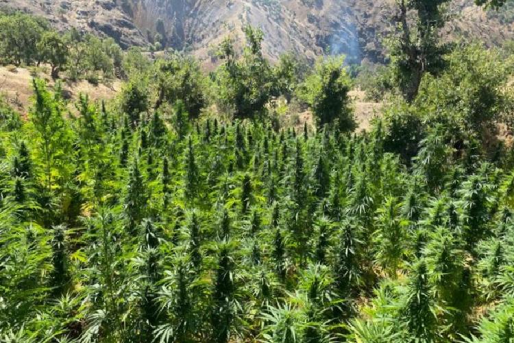 Bingöl’de 2 bin 252 kök kenevir bitkisi ele geçirildi