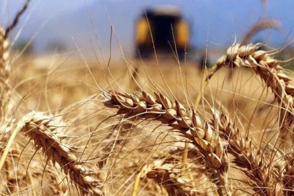 Buğday Fiyatlarına Yüzde 8 Oranından Fazla Zam Geldi