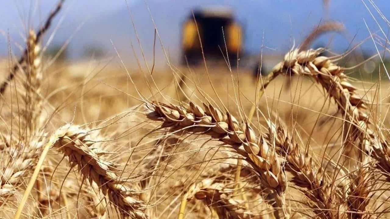buğday fiyatlarına yüzde 8 oranından fazla zam geldi