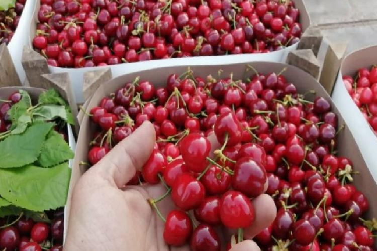 bursa keles kirazı da coğrafik işarete kavuştu