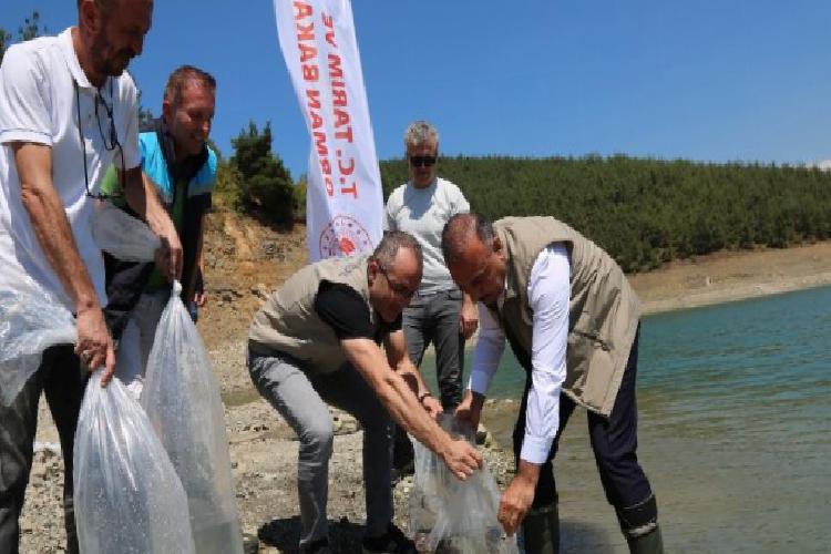 bursada 5 bin yayın balığı demirtaşa bırakıldı