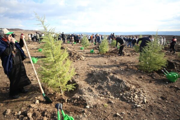 Çanakkale’de 54 Bin 750 Fidan Dikildi
