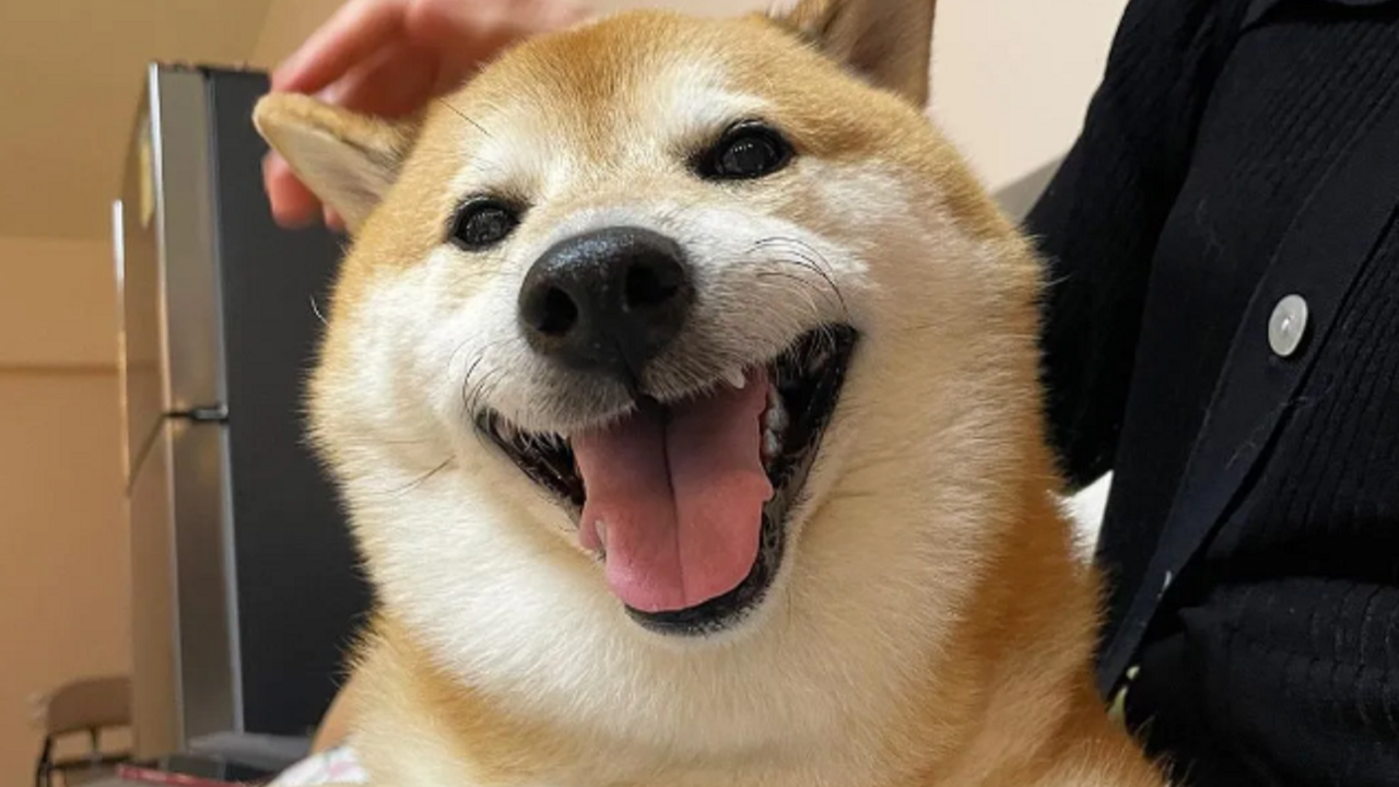 capslerin Ünlü köpeği yaşamını yitirdi
