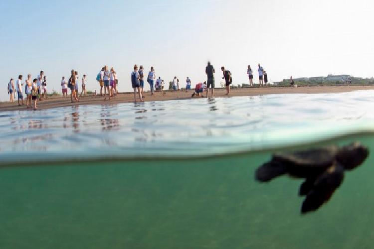 caretta carettalar akdenizle buluşturuluyor