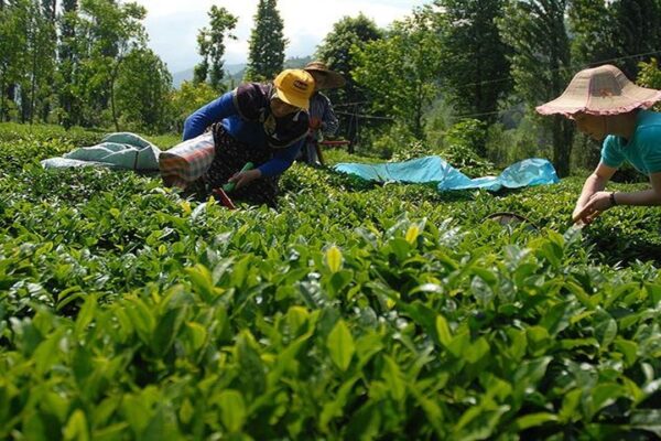 Çay Üreticilerine Yeni Yılda Kilo Başına 30 Kuruş Fark Desteği Geliyor