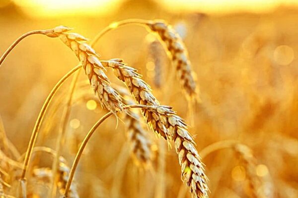 Çiftçi Bu Yıl Da Buğdayı Kuru Toprağa Ekecek