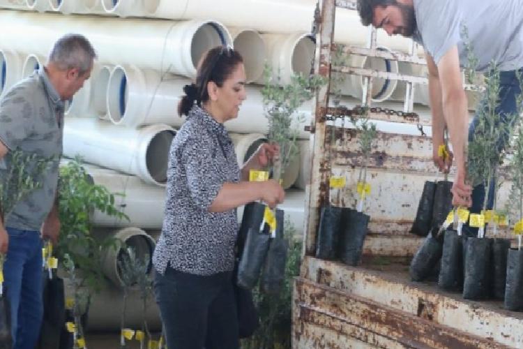 Çiftçilerin fidan sevinci taşı taşı bitmedi