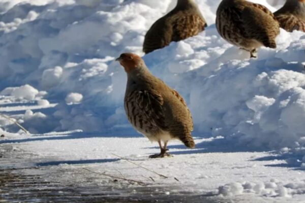 Çil Keklikler Karlar Üzerinde Erzurum’da Görüntülendi