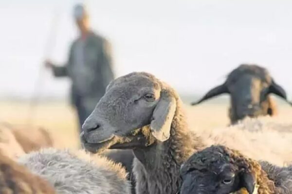 Cumhurbaşkanlığı Kararı ile Tarımsal Desteklemeler Yenilendi