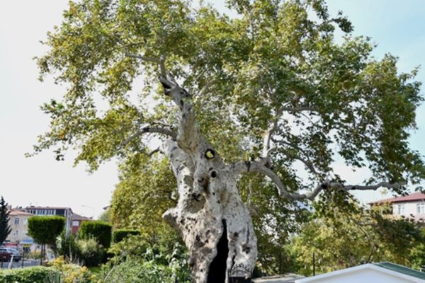 Darıca’nın 860 Yıllık Uluçınar Çınar Ağacı