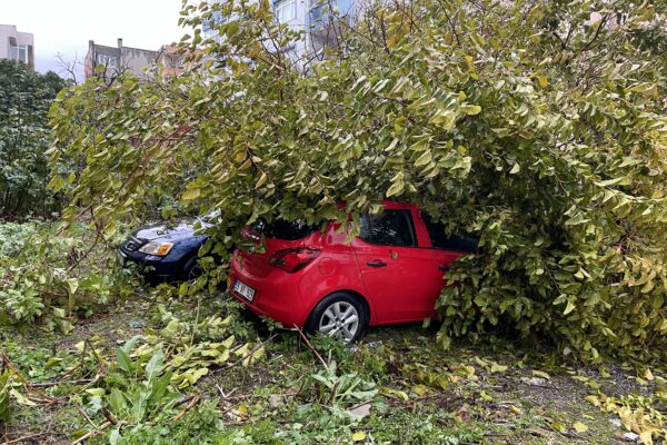 Devrilen Ağaç Park Halindeki 3 Otomobile Zarar Verdi