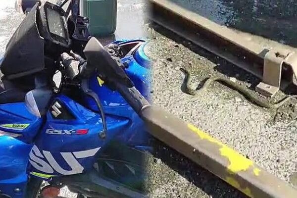 Direksiyondan Yılan Çıktı! Motor Sürücüsü Şok Yaşadı