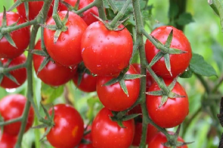 domatesin kotası 500 bin tona çıktı