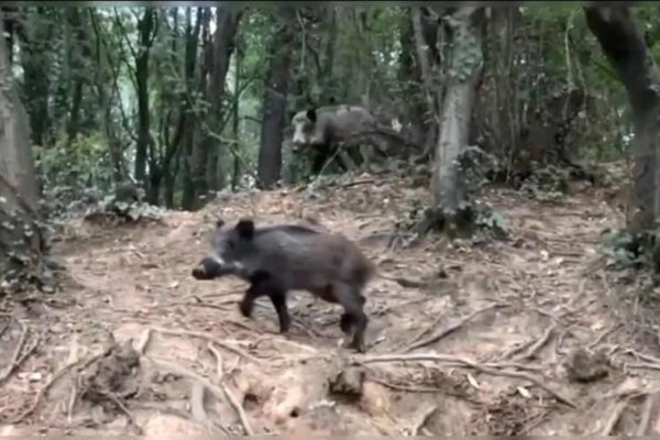 Domuz Gören Masum İstanbullular: Pisi Pisi, Gel Gel