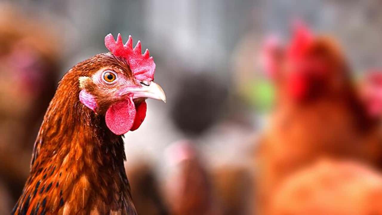 Dünya için Yeni Bir Çağ Tavukların İskeletleri Değişti