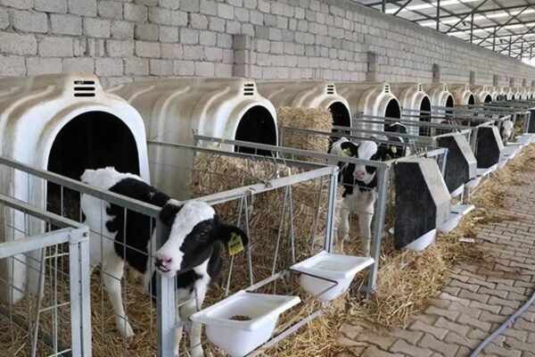 Düve Alım Desteği Başvuruları İçin Son Tarih: 7 Ocak