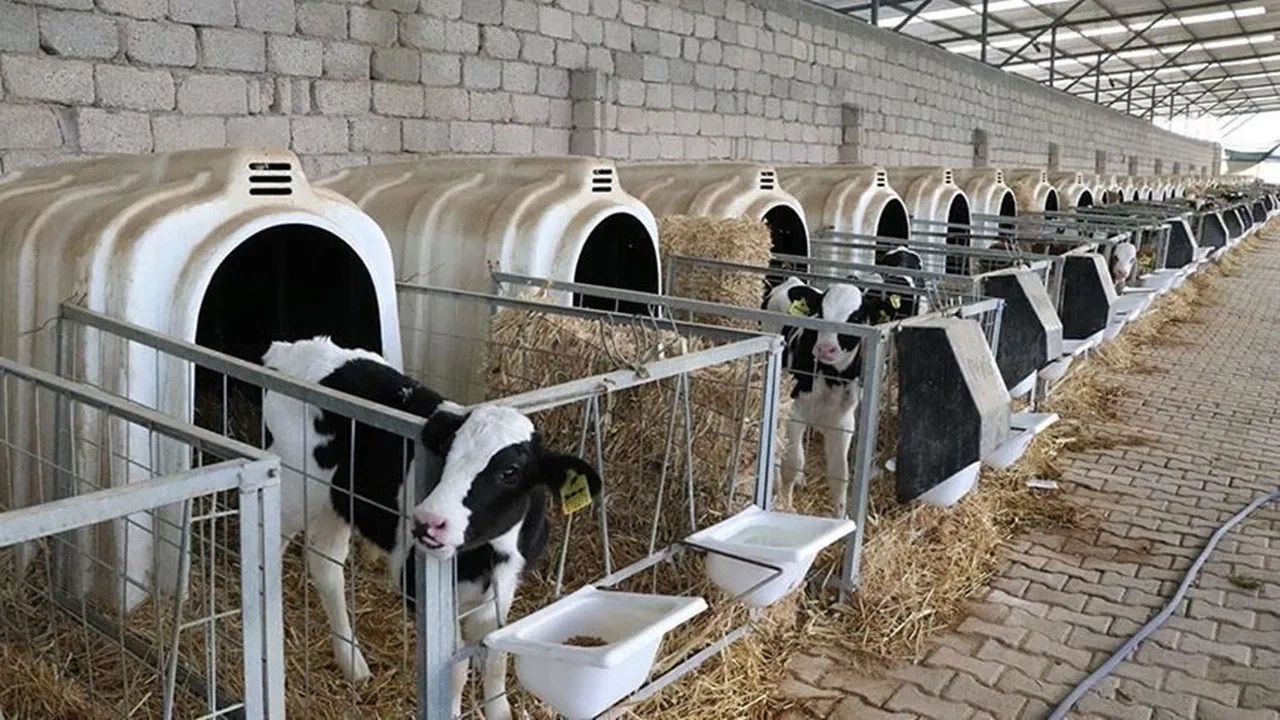 düve alım desteği başvuruları İçin son tarih 7 ocak